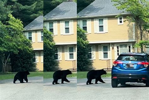 Bears having summertime fun in Massachusetts; many police departments report sightings, offer tips